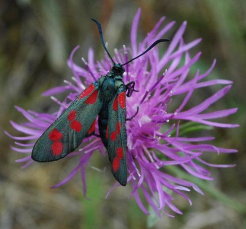 Réf. 214 518 : Zygaena filipendulae